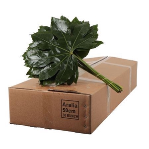 ARALIA 50 CM BROWN BOX