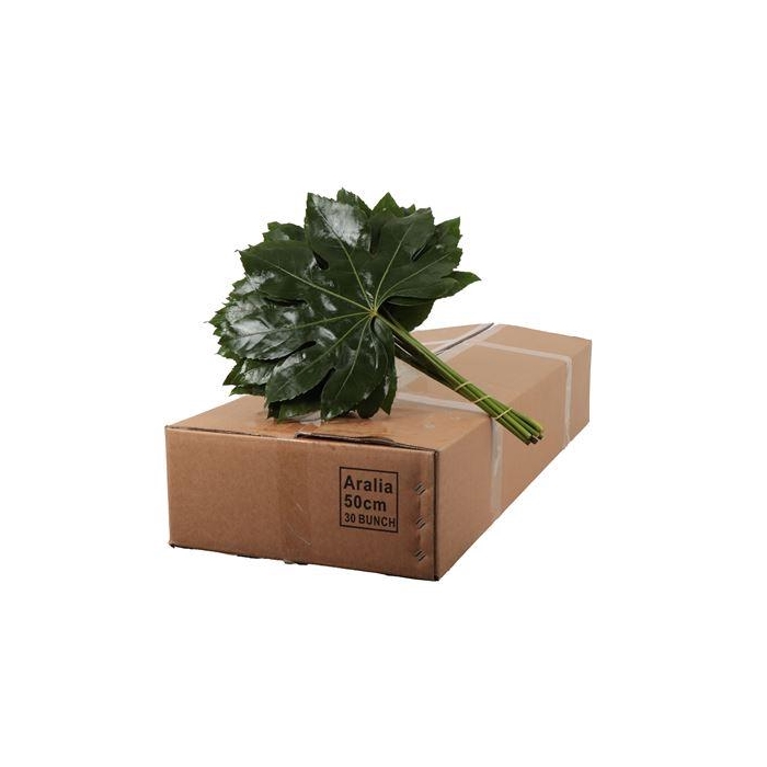 <h4>ARALIA 50 CM BROWN BOX</h4>