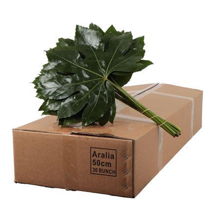 ARALIA 50 CM BROWN BOX
