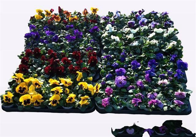 <h4>VIO WI DELTA MIXK</h4>