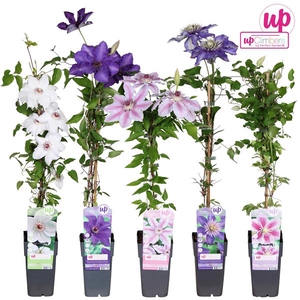 Clematis mix tray grootbloemig P15