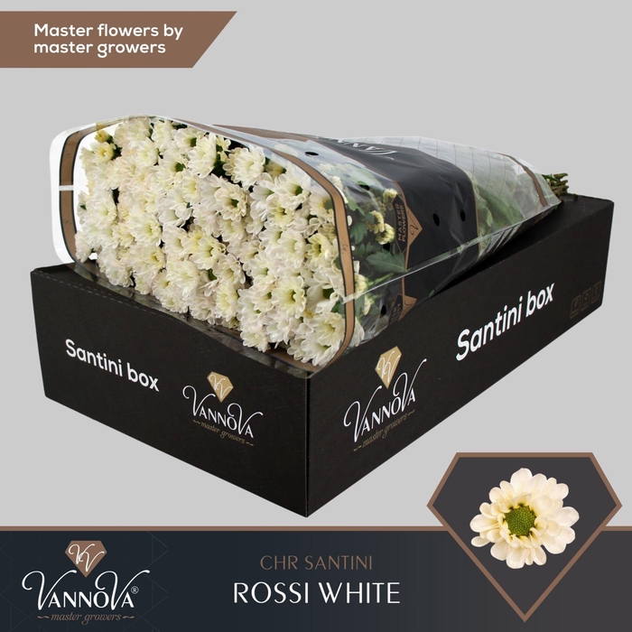 <h4>Chrysanthemum SA 'Rossi White'</h4>