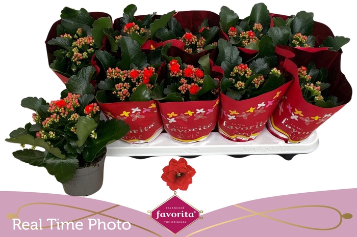 <h4>KAL GE PERFECTA RED</h4>