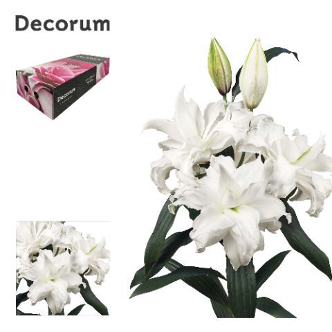 <h4>LI ROSELILY ANGELA 4+ Medium Decorum Box</h4>