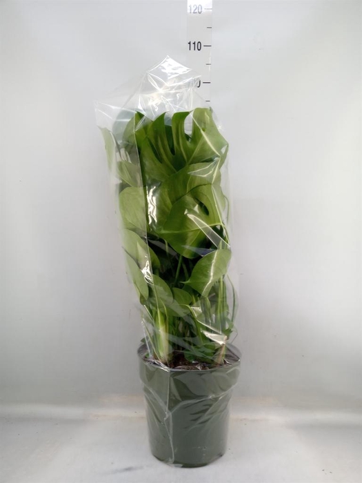 <h4>Monstera delic.</h4>