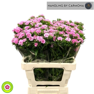 DI BARB DOBLINO FANS