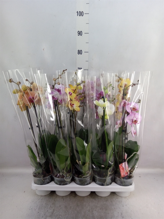 <h4>Phalaenopsis   ...mix</h4>