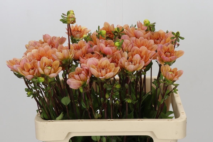 <h4>Dahlia Yvonne Geerlings</h4>