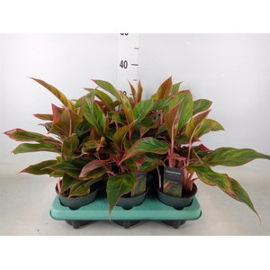 Aglaonema  'Crete'
