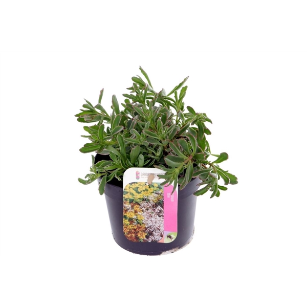 <h4>Sedum spurium Tricolor</h4>