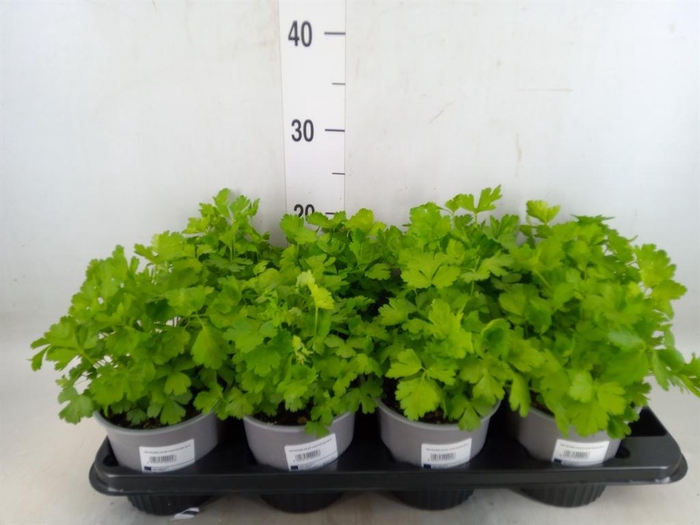 <h4>Tuinkruiden   ...</h4>