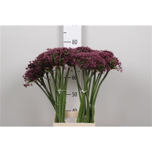 Allium Cherry