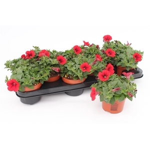 Petunia Red
