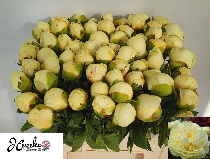 <h4>PAEO LEMON CHIFFON</h4>