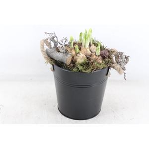 arr4 Narcis MB - Zink emmer black x3