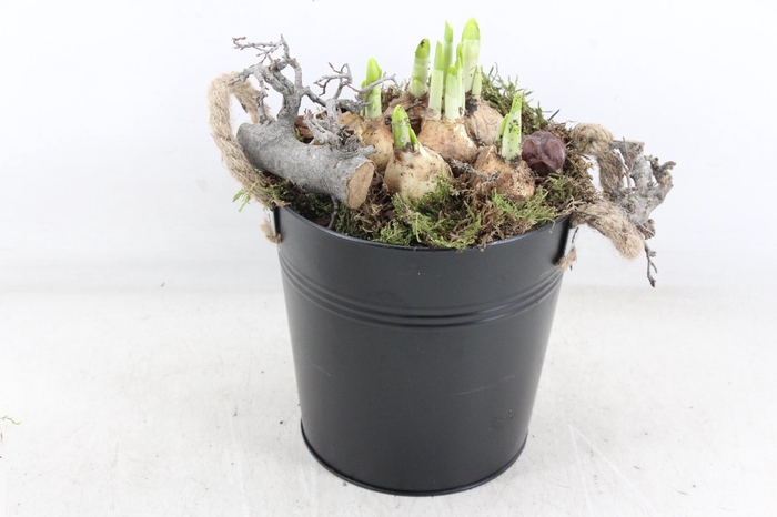 <h4>arr4 Narcis MB - Zink emmer black x3</h4>