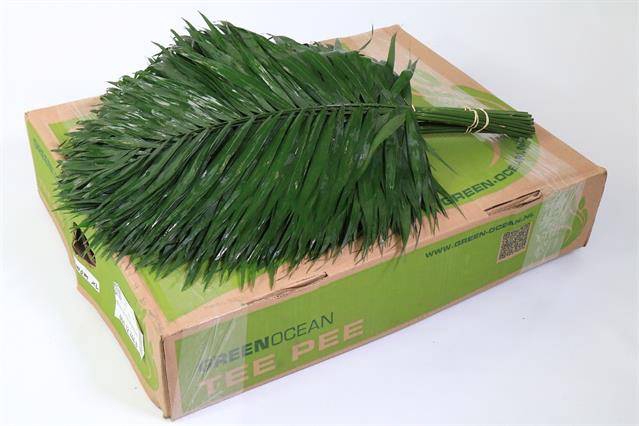 <h4>TEEPEE GREEN OCEAN</h4>