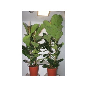 Ficus Lyrata 2 Pp Toef