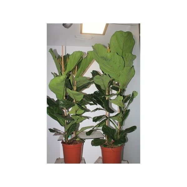 <h4>Ficus Lyrata 2 Pp Toef</h4>