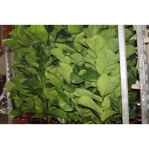 FICUS LYRATA BAMBINO P24 COMPACTO