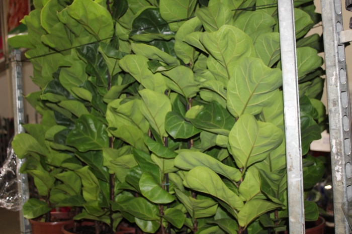 <h4>FICUS LYRATA BAMBINO P24 COMPACTO</h4>