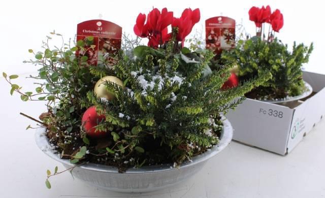 <h4>ARR TUINPLANTEN</h4>