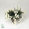 Antirrhinum  'Sultan White'