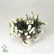 Antirrhinum  'Sultan White'