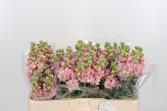 <h4>Matth Iron Apricot</h4>