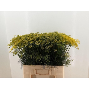 Anethum Graveolens