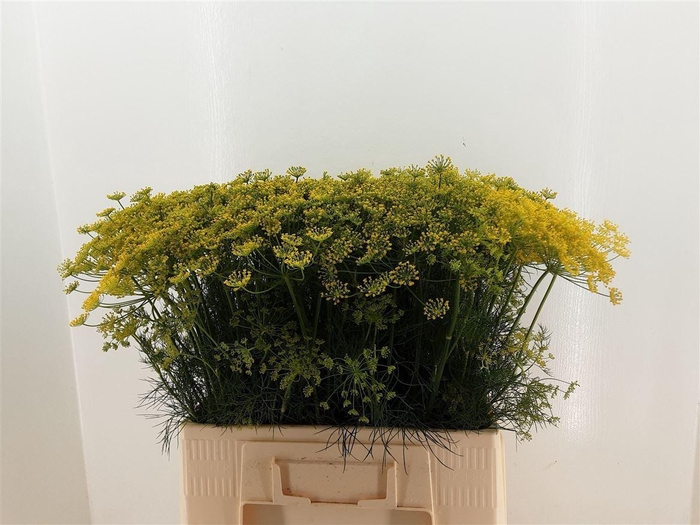 <h4>Anethum Graveolens</h4>