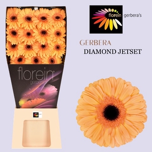 Gerbera Jetset Diamond