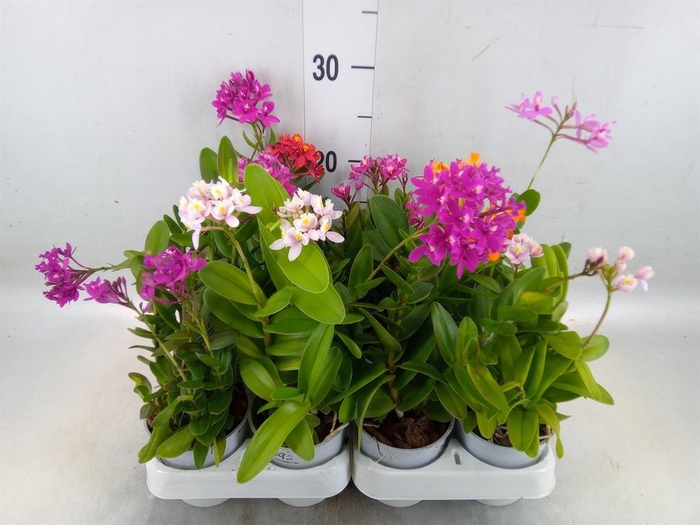 <h4>Epidendrum   ...</h4>