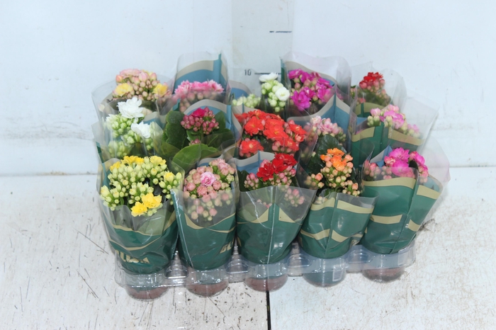 <h4>KAL. DOBRADO MINI P06</h4>