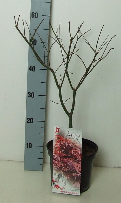 <h4>Acer palmatum 'Atropurpureum' P19 Full CC</h4>