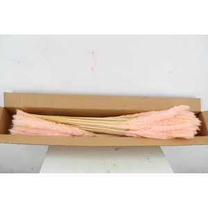 DF Pampas Silvy Bs 10pc L.Pink