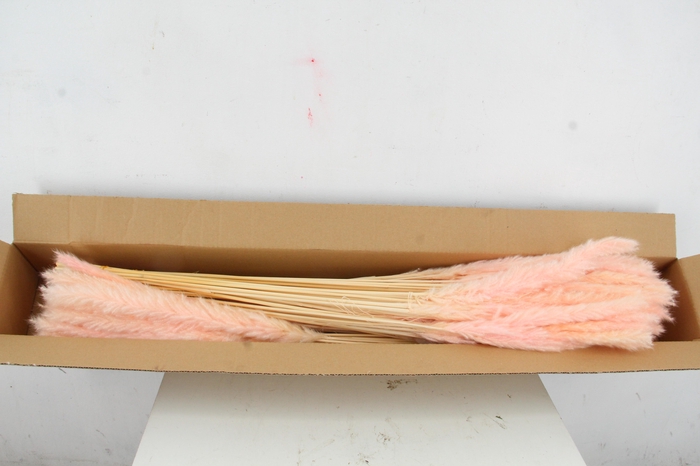 <h4>DF Pampas Silvy Bs 10pc L.Pink</h4>