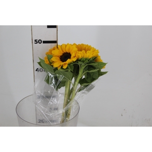 GIRASSOL 050 CM