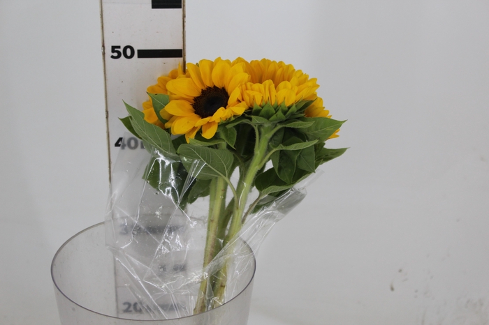 GIRASSOL 050 CM