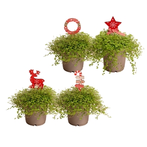 Soleirolia soleirolii 12 cm met kerst steker