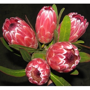 A Special! Protea Pink Ice