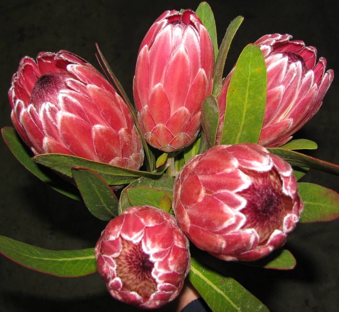 A Special! Protea Pink Ice