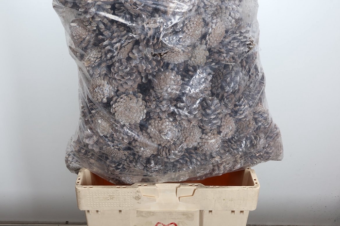 <h4>Deco Pinecone Oostenrijker Frosted 10kg</h4>