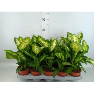 Dieffenbachia  'Compacta'