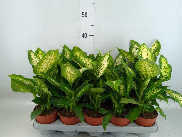 <h4>Dieffenbachia  'Compacta'</h4>