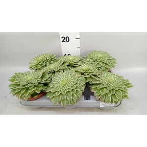 Aeonium tabuliforme