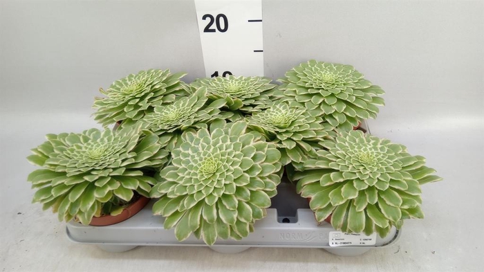 <h4>Aeonium tabuliforme</h4>