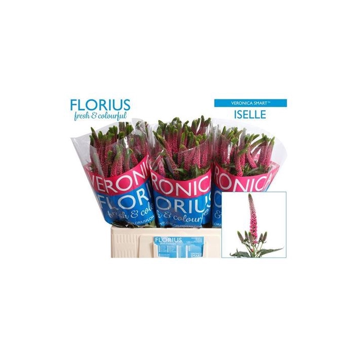 <h4>Veron Smart Iselle 60cm</h4>