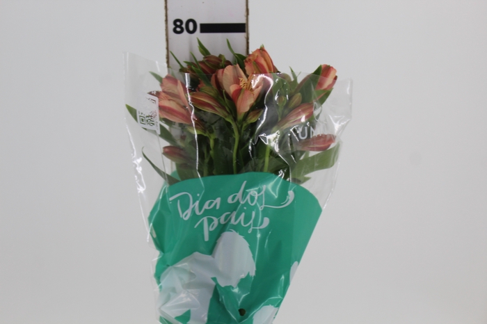 <h4>ALSTROEMERIA CANYON 080 CM</h4>