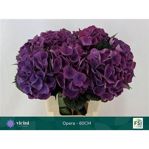 Hydr M Roy Opera 60 Cm